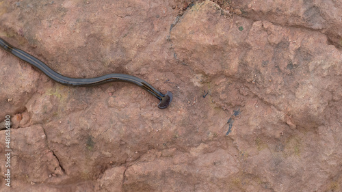 hammerhead worm on the ground