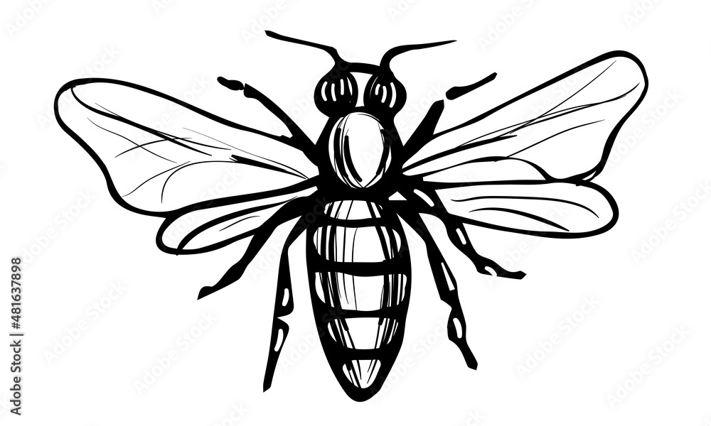 Obraz premium Honey Bee Vintage Vector Drawing. Hand drawn engraving illustration of insect isolated on white background. Black and white sketch of tree honeybee. Great for logo, label, icon, packaging design.