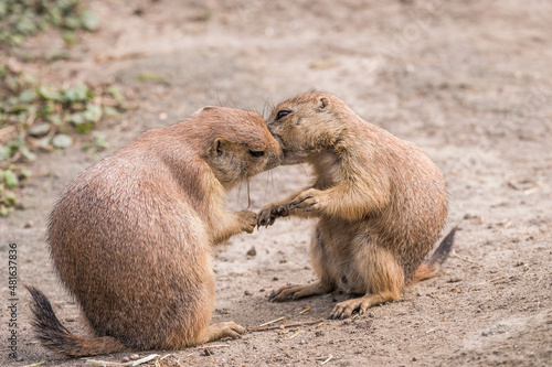 two kissing Black-Tailed Prairie Dogs