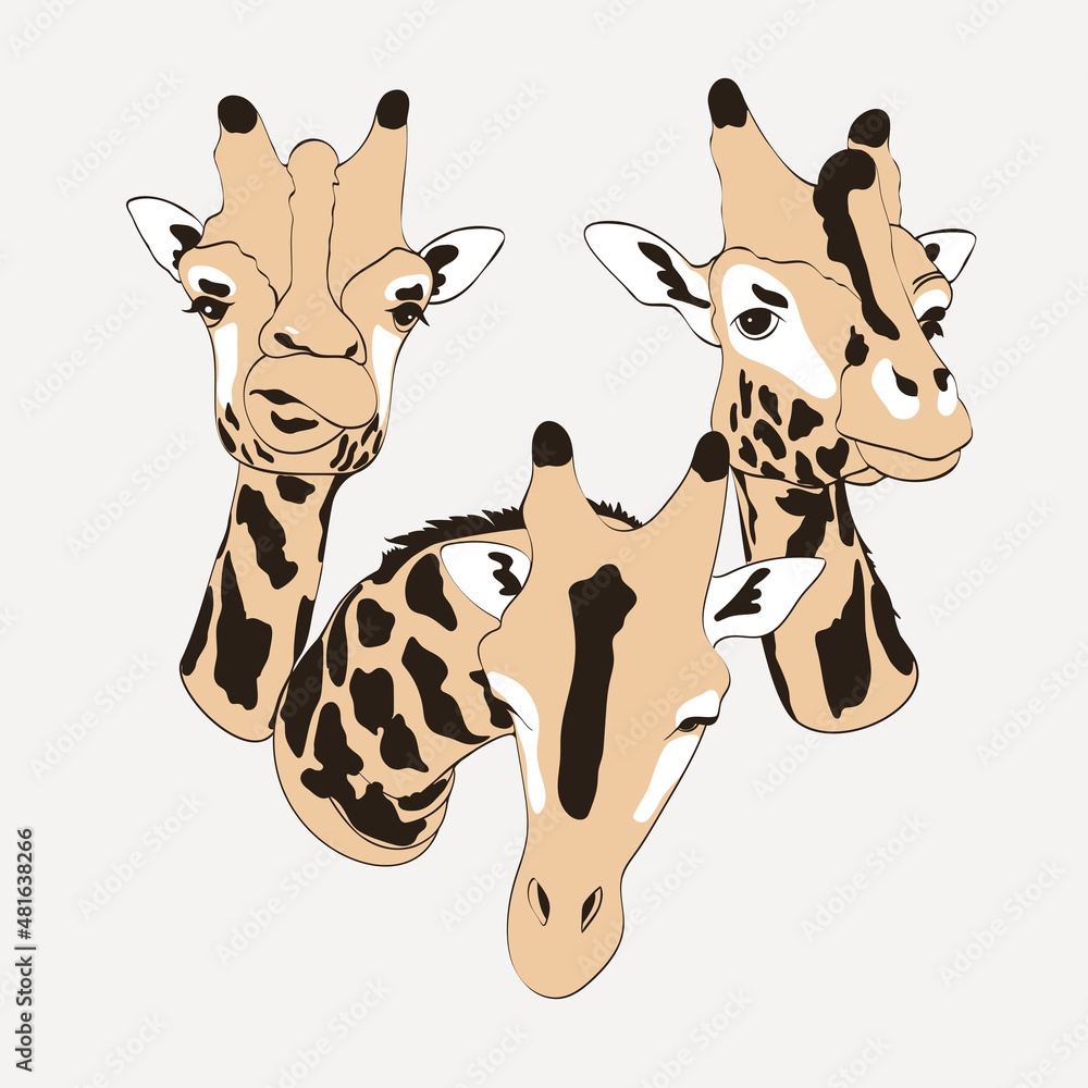 Vector simple design of giraffe head. Animal illustration. Three different heads of giraffe