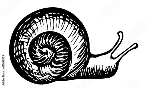 Grape Snail Vintage Vector Drawing. Detailed garden cochlea black and white sketch. Snail silhouette with radial shell on white isolated background. Hand drawn engraving illustration of mollusk. 