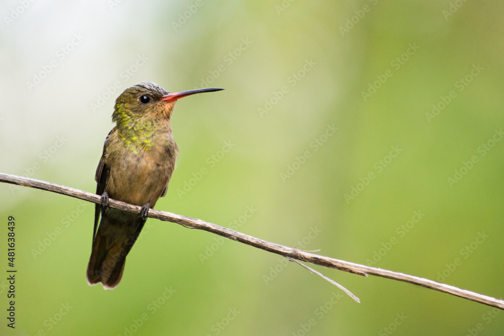 Fototapeta premium colorful hummingbird perched on a branch in the jungle