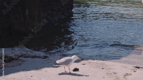 seagulls on the beach