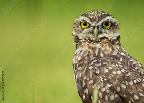 portrait of a beautiful wild owl with big yellow eyes