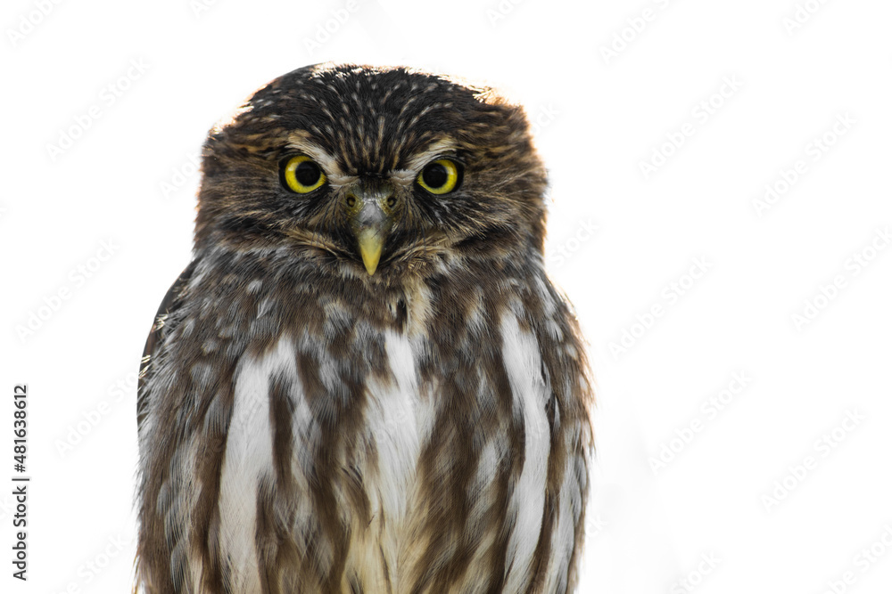 portrait of an owl with a penetrating gaze and big yellow eyes portrait of an owl with a penetrating gaze and big yellow eyes