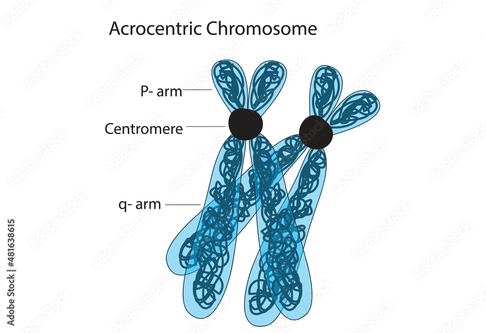 Biological illustration of acrocentric chromosome Biological illustration of acrocentric chromosome