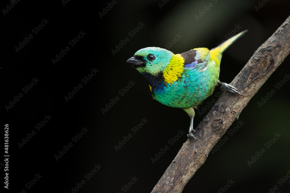 very colorful tropical bird perched on a branch