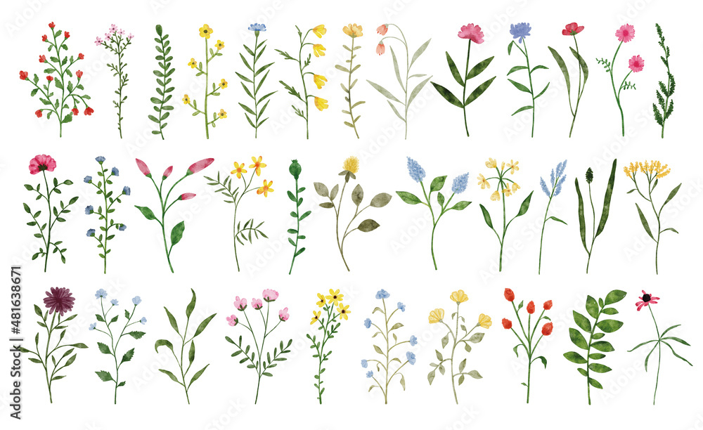Watercolor wildflower collection. Botanical spring summer flowers set. Garden floral greenery wild flowers. Nature wild herbs illustrations isolated on white background - obrazy, fototapety, plakaty 