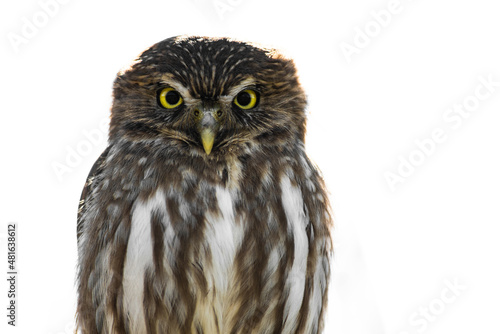 portrait of an owl with a penetrating gaze and big yellow eyes
