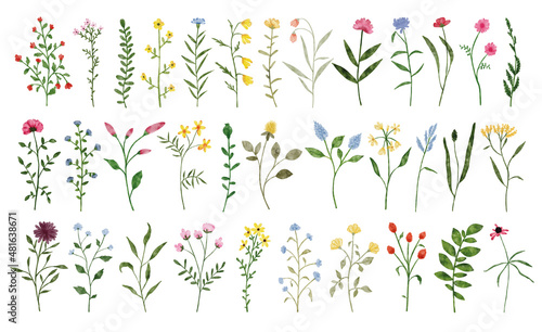 Stampa su tela Watercolor wildflower collection