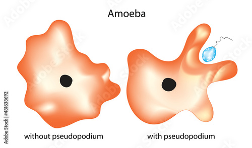 Structural illustration of Amoeba seen under the microscope, Protozoa amoeba cells in kingdom Protista photo