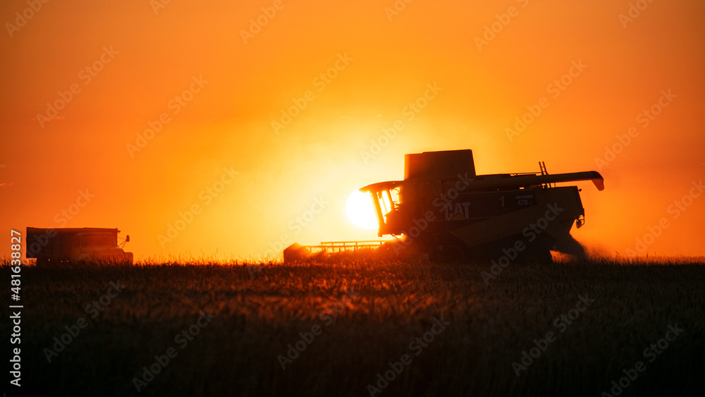Fototapeta premium Combine harvester working at sunset