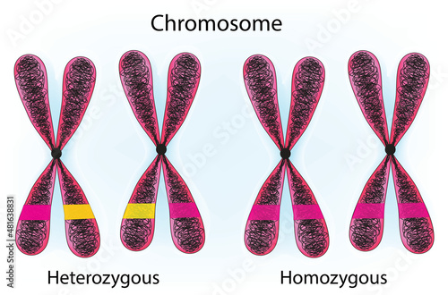 heterozygous homozygous and chromosomes