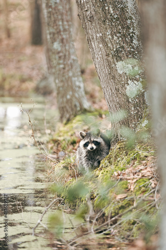 Wild raccoon next to a tree and pond looking at camera