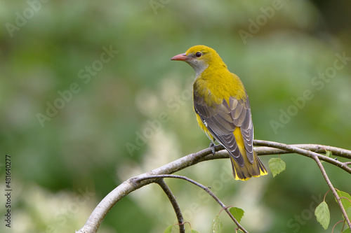 Eurasian Golden-Oriole Oriolus oriolus female in spring, natural colorful forest background 