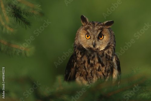 Europaean Long Eared Owl Asio otus portrait - natural forest green background 