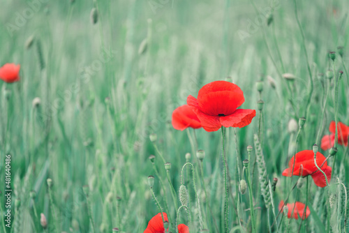 Red poppy flowers agaimst green field. Soft focus