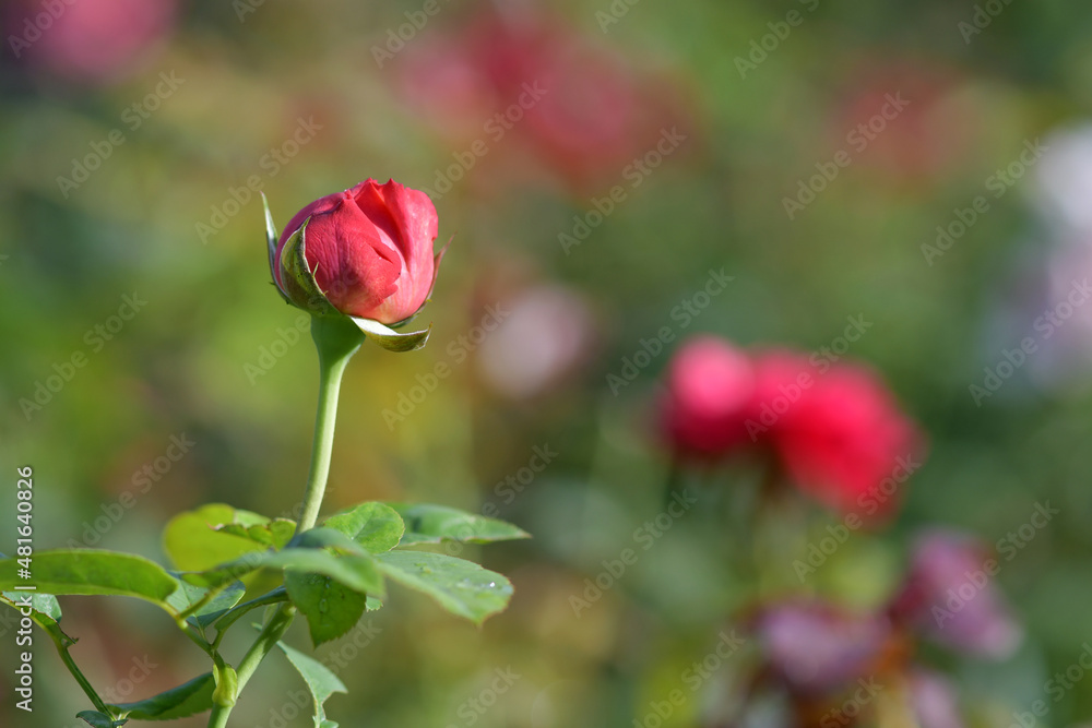 The rose buds are blooming in the garden.