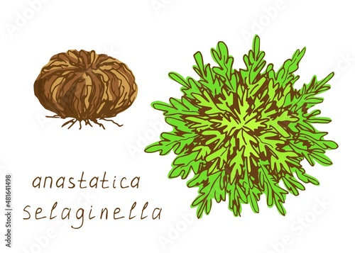 Desert plant spores, selaginella lepidophylla, jericho rose, resurrection flower, anastatica isolated on white background. Hand-drawn vector color drawing, bright green, set.