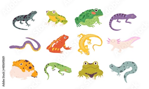 Cartoon exotic amphibian and reptiles, lizards, newts, toads and frogs. Tropical animals, gecko, triton, salamander and axolotl vector set photo