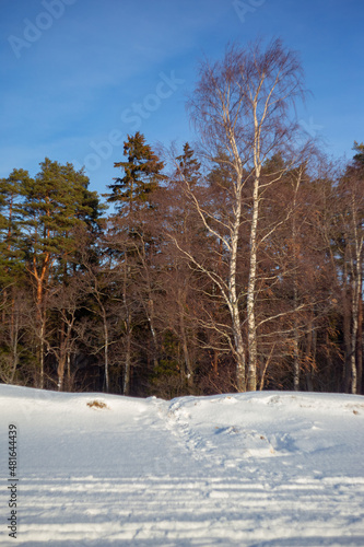 trees in winter on a sunny day