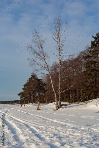 trees in winter on a sunny day