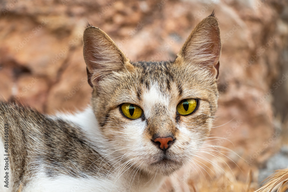 A beautiful young tabby cat with yellow eyes and a white spot on their chest is in the garden in summer A beautiful young tabby cat with yellow eyes and a white spot on their chest is in the garden in summer