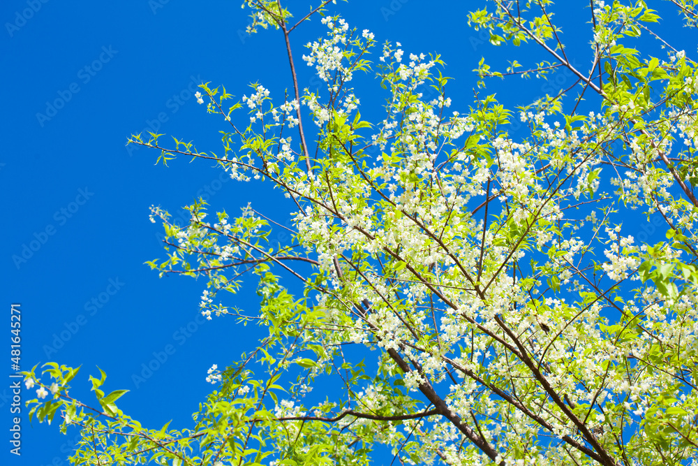 Flower blossom and blue sky Flower blossom and blue sky