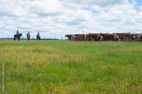 Productores de ganado vacuno Hereford con vacas sobre pasto