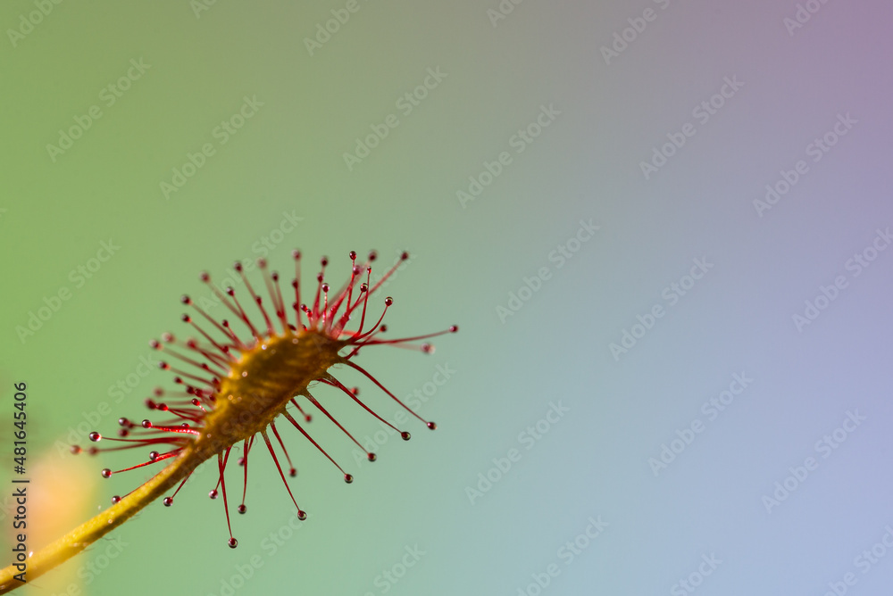Owadożerna drosera, kwiat rosiczki z kleistą pułapką. Owadożerna drosera, kwiat rosiczki z kleistą pułapką.