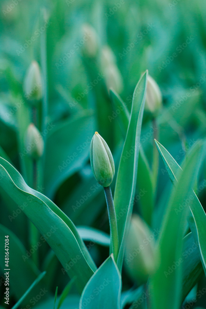 Green fresh tulip buds before they bloom. Green tulips in early spring
Green fresh tulip buds before they bloom. Green tulips in early spring