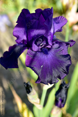 Fototapeta Naklejka Na Ścianę i Meble -  Valentine's Day card created with purple iris flower.