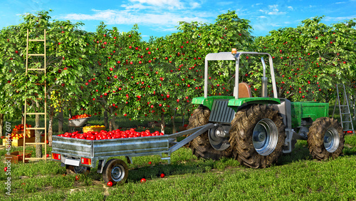 Photo Fruit picking in process, tractor with a trailer full of apples among the fruit