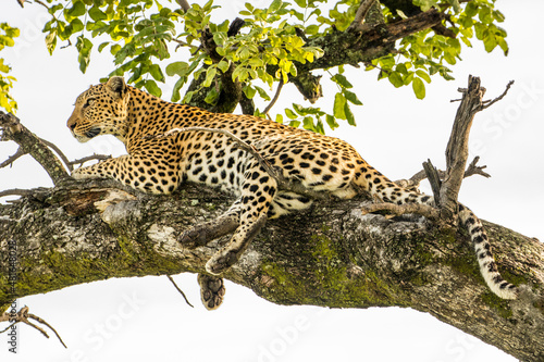 A large male Leopard lies in a tree alert and watching for prey in Moremi Game Reserve in Botswana