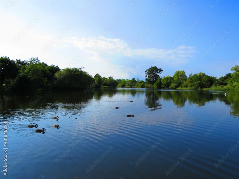 trees and clouds reflecting in a beautiful lake trees and clouds reflecting in a beautiful lake
