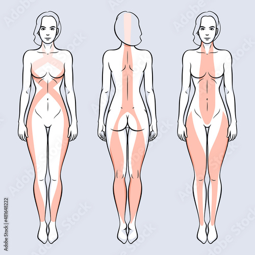 Naked woman with myofascial lines vector illustration. Superfacial front, back and spiral lines.