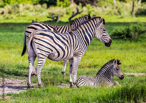 Two adult zebras guard a young foal in Moremi Game Reserve in Botswana