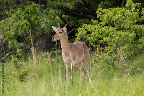 A common reedcuck alert for danger in Moremi Game Reserve in Botswana