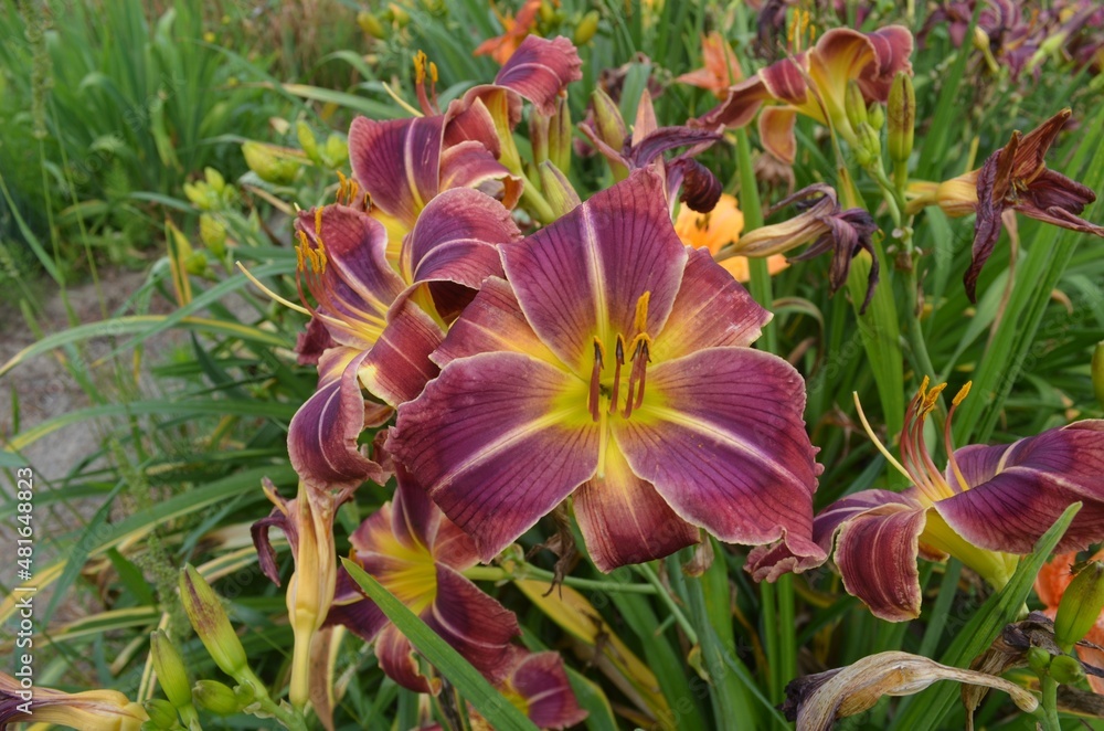 Fototapeta premium Blooming daylily, Hemerocallis 'Berry Explosion'