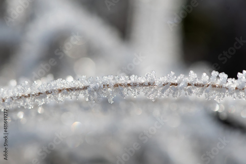 row off ice crystals on small branch in nature. Macro details, december rural botanical scene. Frost covered twig.