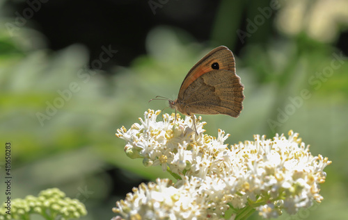 Meadow Brown (Maniola jurtina) butterfly on plant . photo