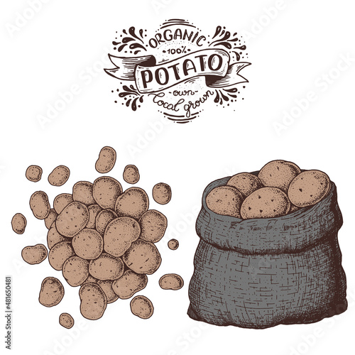 Potato vector illustration. Bag of potatoes hand drawn.