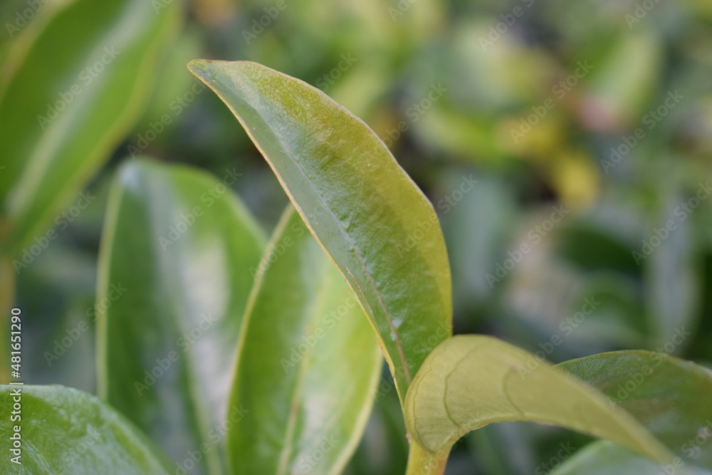Obraz premium close up of a plant