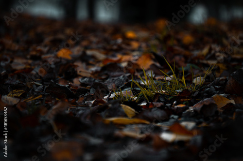 Fallen autumn leaves