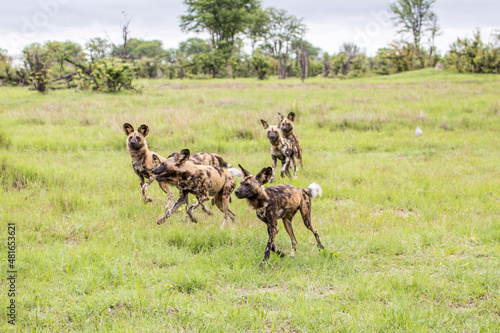 A pack of Wild Dogs in full flow whilst hunting Impala in Moremi Game Reserve in Botswana