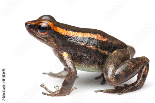 Frog from Ecuador