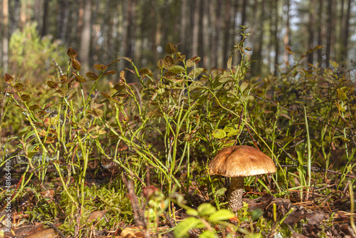 The mushroom is podosinovik in the grass against the background of pine trees
