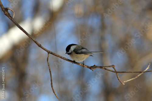 Chickadee bird sitting on the branch