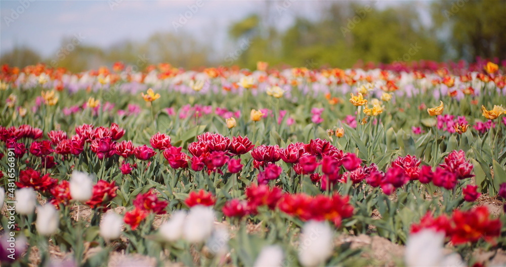 Blooming Red Tulips on Flowers Plantation Farm Blooming Red Tulips on Flowers Plantation Farm