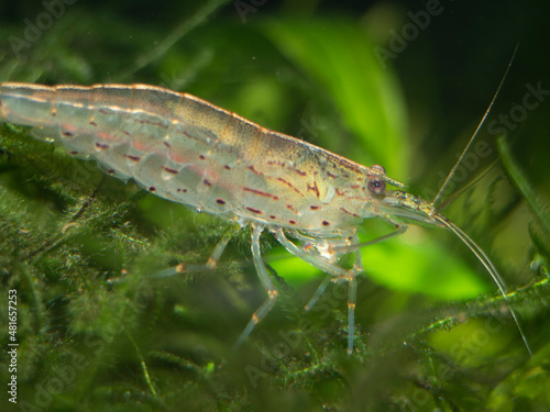 Yamato shrimp on java moss  photo